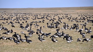 geese on ameland