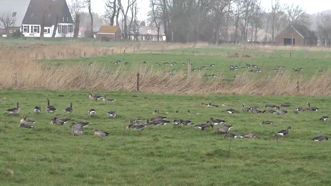 Oldenburg1 Reportage about goose management